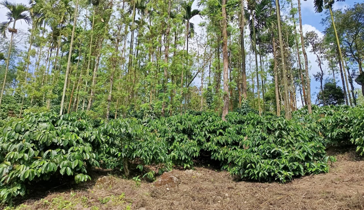 Single Estate Coffee3